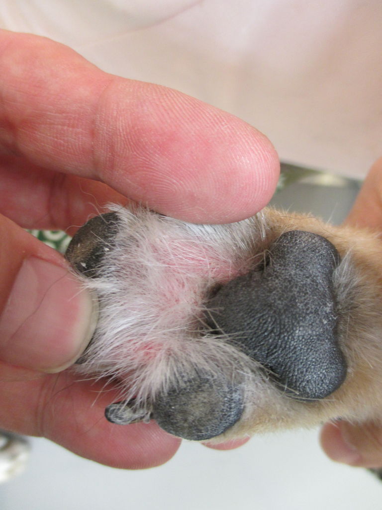 犬が足を舐めてくる理由は？愛情表現の裏に潜む心理と危険な病気サイン