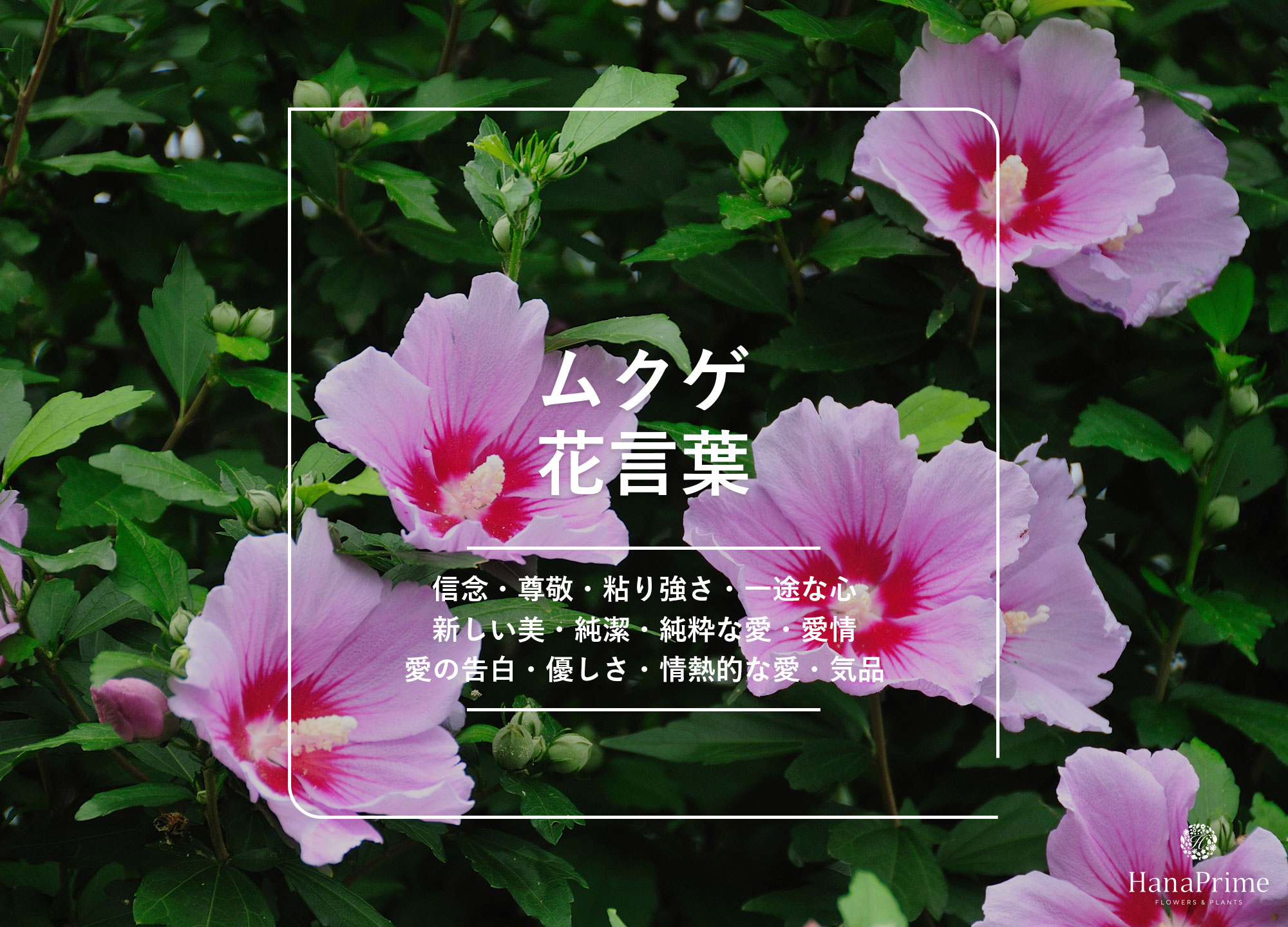 ムクゲの花言葉が怖い噂の真相！庭に植えてはいけない理由と見分け方