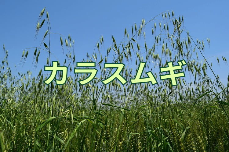 カラス麦とは？オートミールや燕麦との違い・栄養と雑草の真相