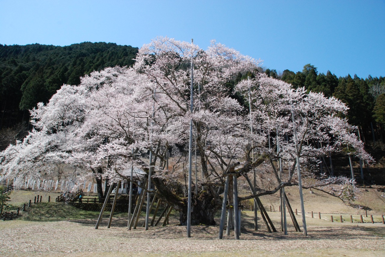 樹齢1500年の奇跡！根尾谷淡墨桜の2026見頃と墨色へ変わる秘密