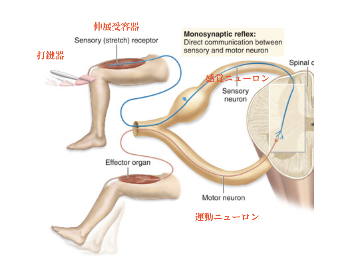 膝蓋腱反射が出ない・亢進する原因は？膝を叩く検査の真相と病気リスク