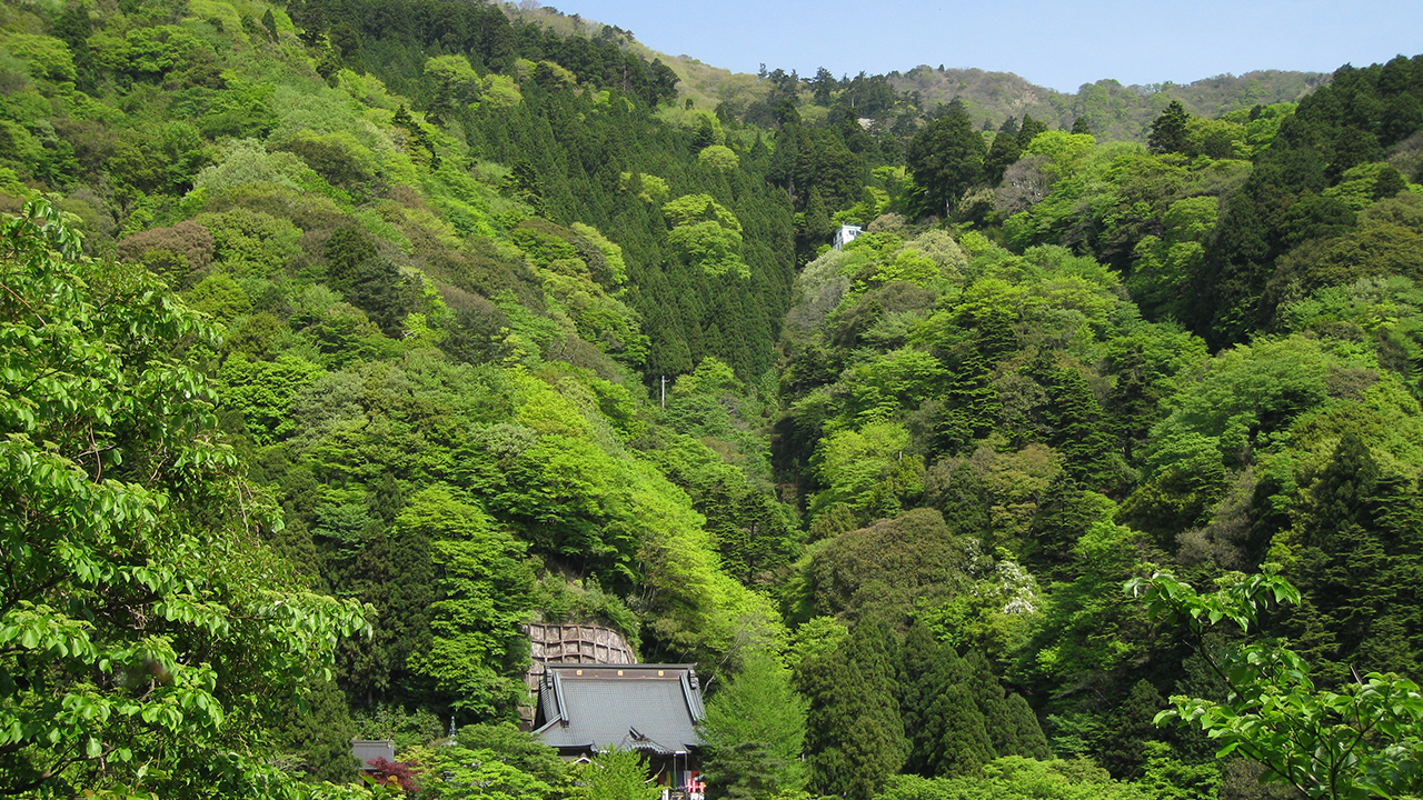 伊勢原大山が2026年に注目される理由と失敗しない観光登山全情報