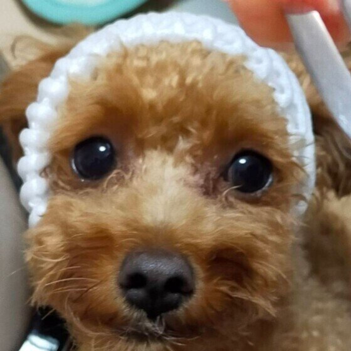犬に桃は与えて大丈夫？潜む危険性と体重別の適量を獣医師目線で解説