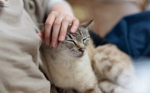 【熱愛】 猫 に 好 かれる 人 最新出演情報まとめ #972
