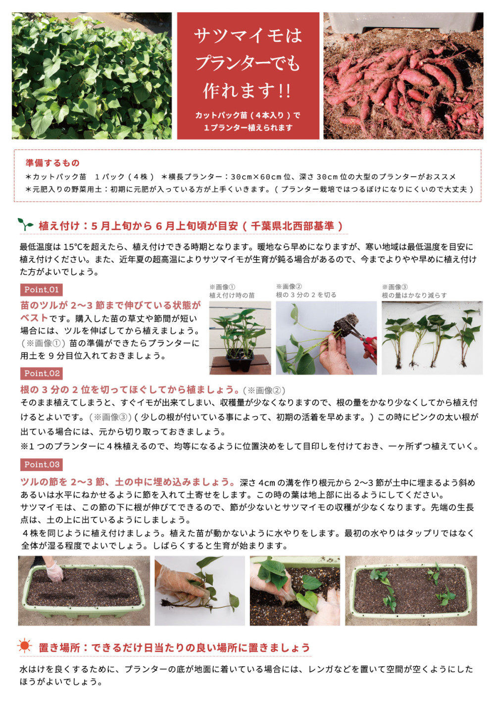 さつまいものプランター栽培でなぜ失敗？甘く大収穫する秘訣を徹底解説