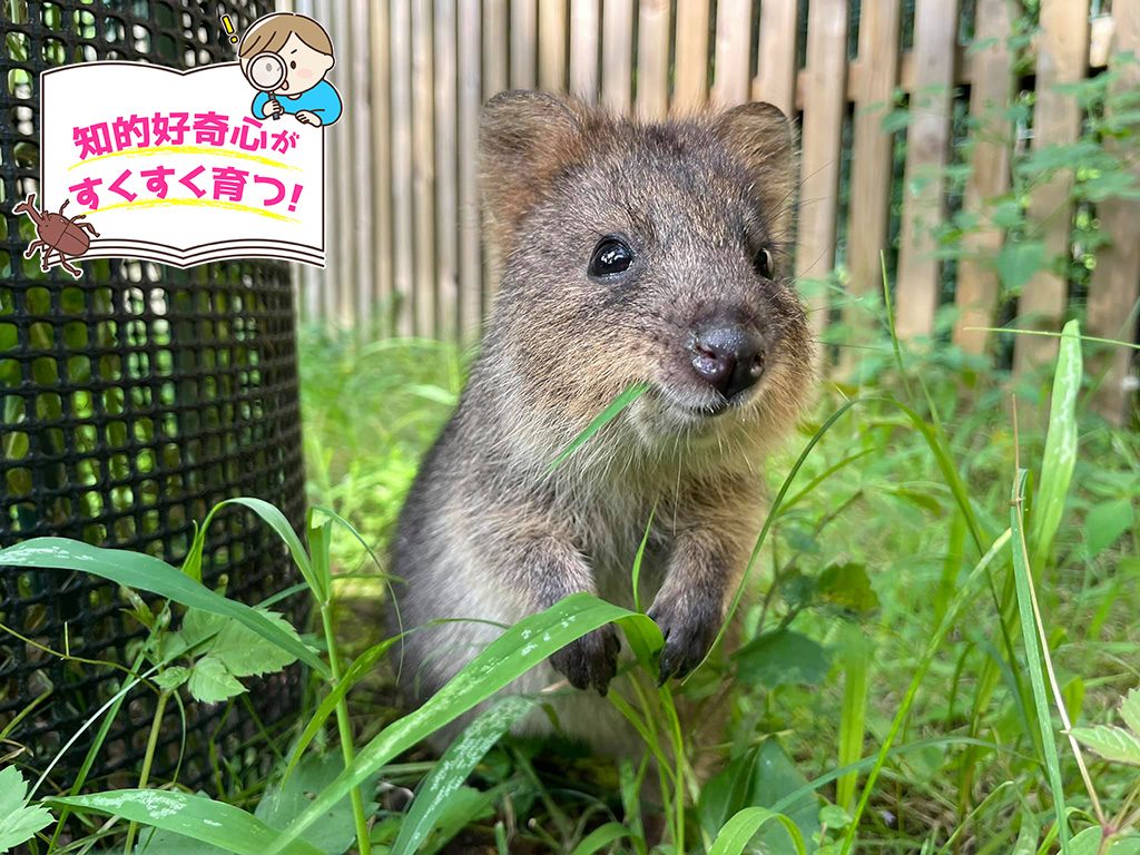 埼玉県こども動物自然公園の魅力解剖！クオッカや混雑攻略の完全ガイド