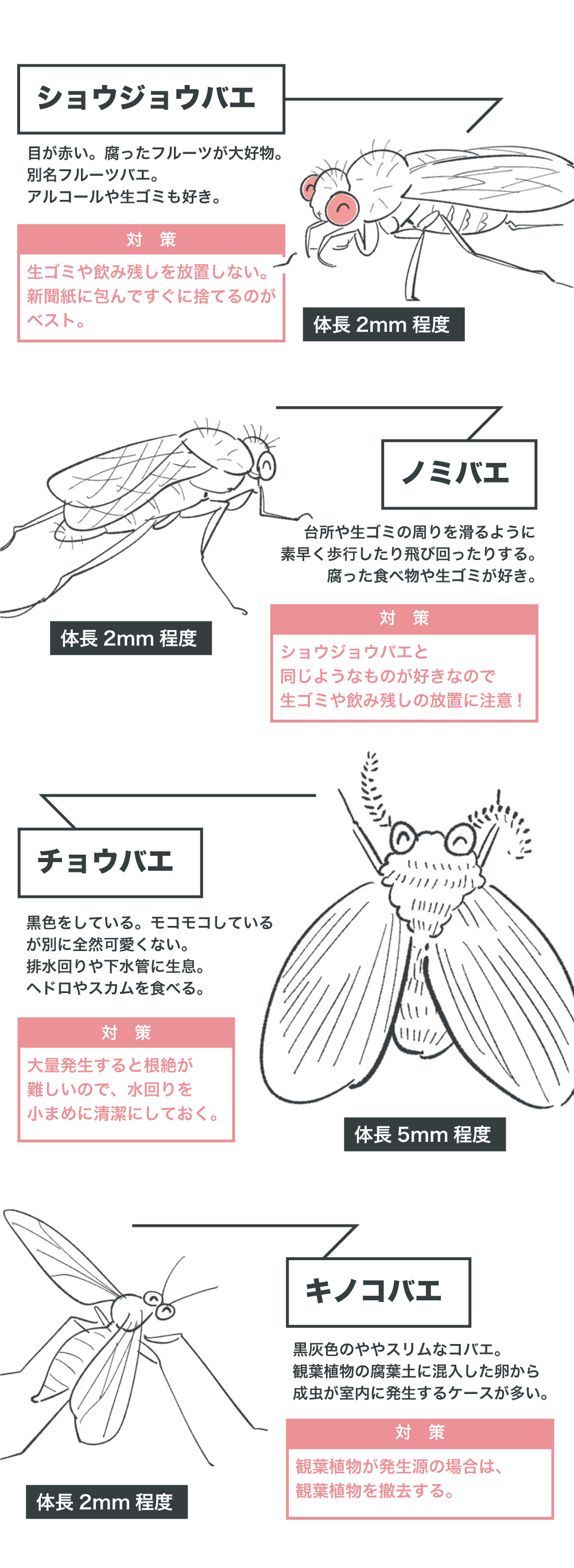コバエはどこから湧く？意外な発生源の真相とプロ直伝の最強撃退法