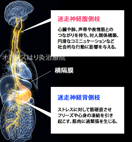【Wiki風】 迷走 神経 反射 腹痛 最新熱愛噂まとめ #622