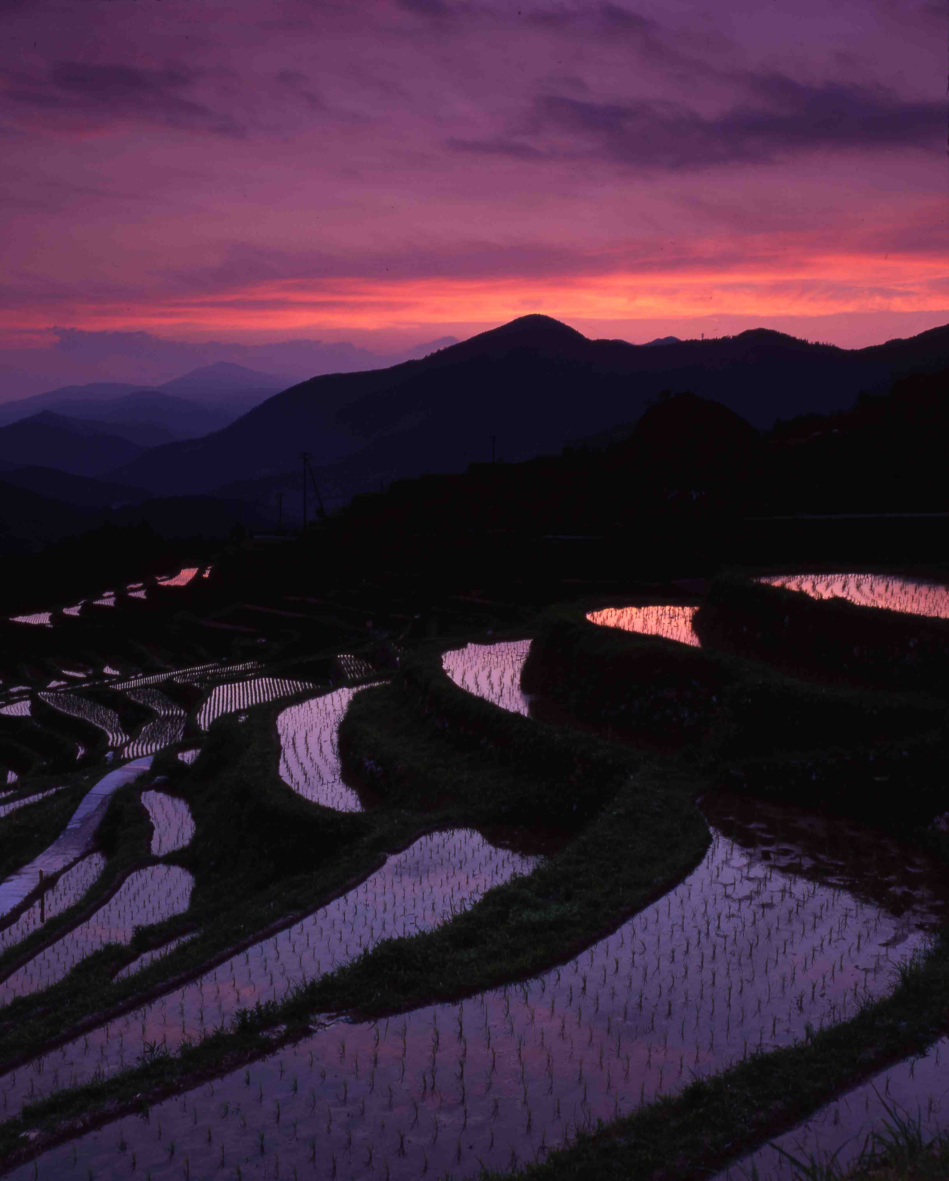 丸山千枚田の水鏡と虫おくり絶景！2026年見頃と混雑・展望台を徹底解説