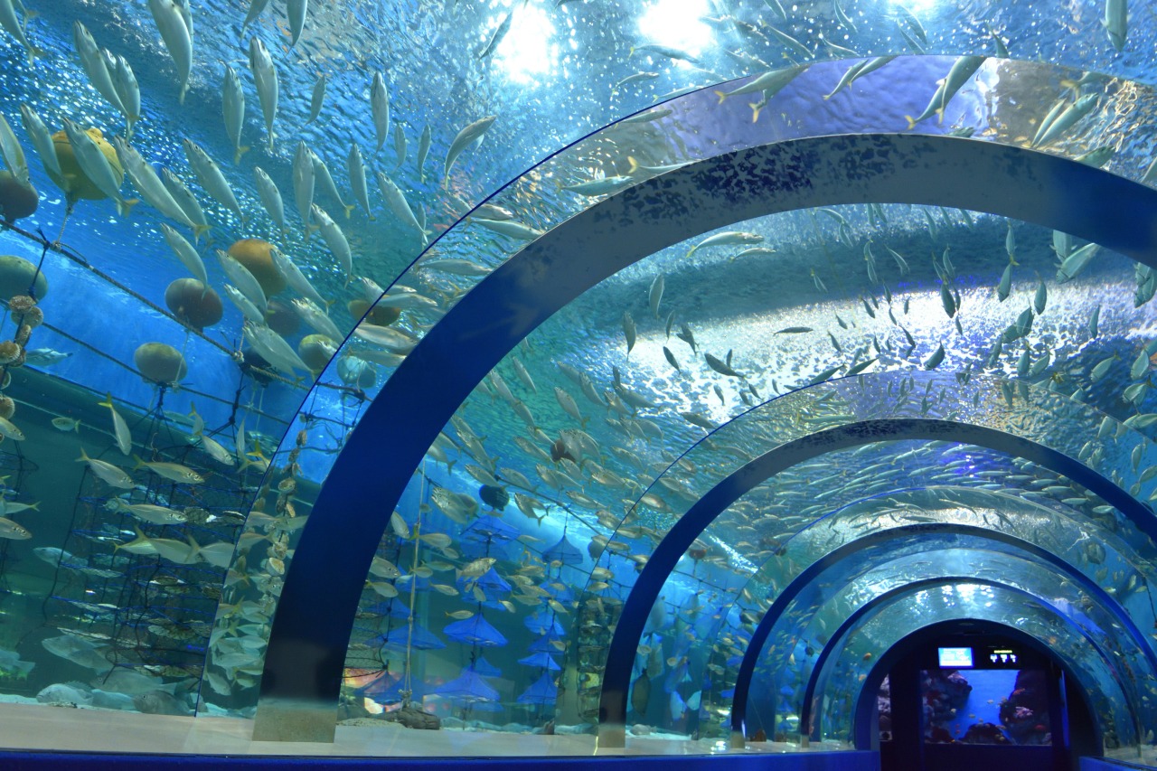 浅虫水族館の見どころと混雑攻略！料金割引からショーまで徹底解剖