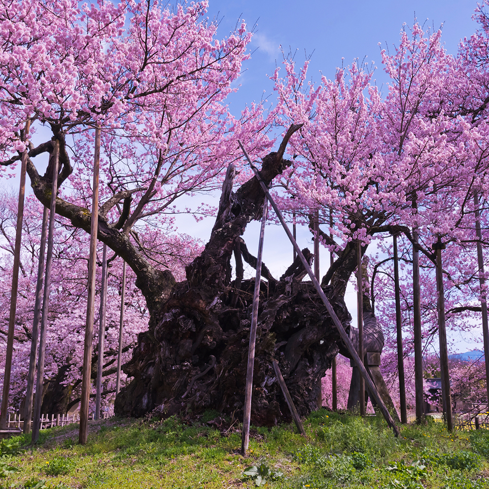樹齢2000年の奇跡！山高神代桜2026見頃・開花状況と混雑回避法