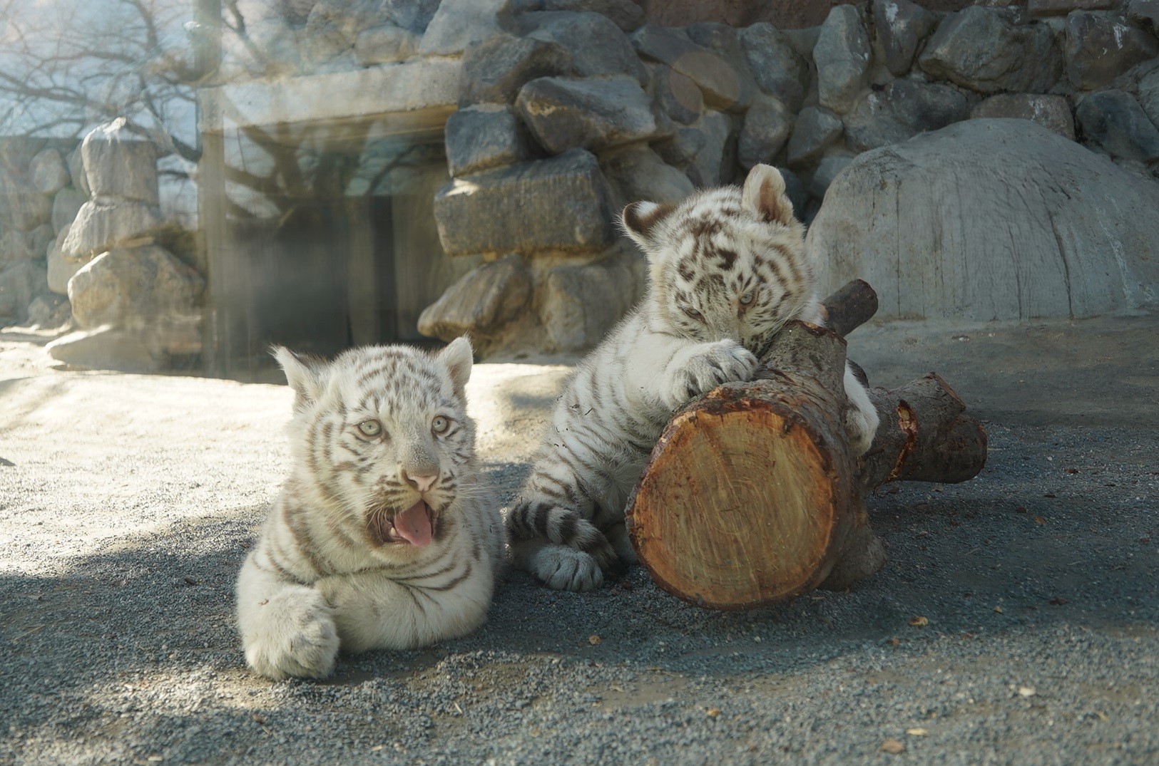 東武動物公園の写真映え攻略2026！白虎＆イルミの穴場と撮影規約