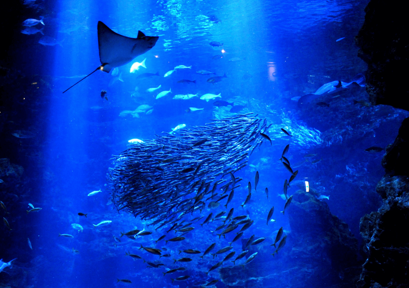 京都水族館の見どころ＆混雑回避術！割引や所要時間の2026最新版