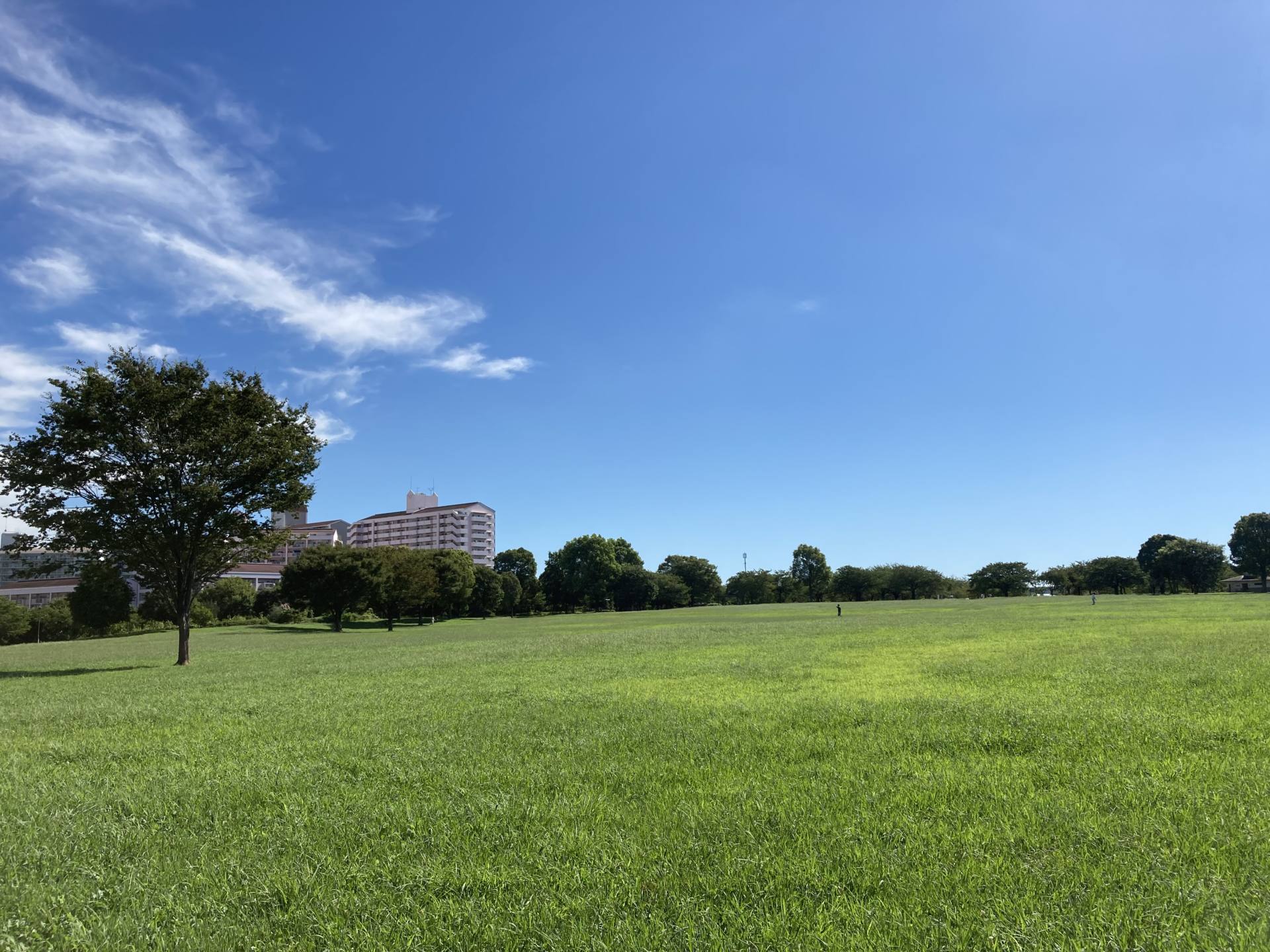 大島小松川公園の魅力を徹底解剖！Bbq・大型遊具・千本桜攻略ガイド