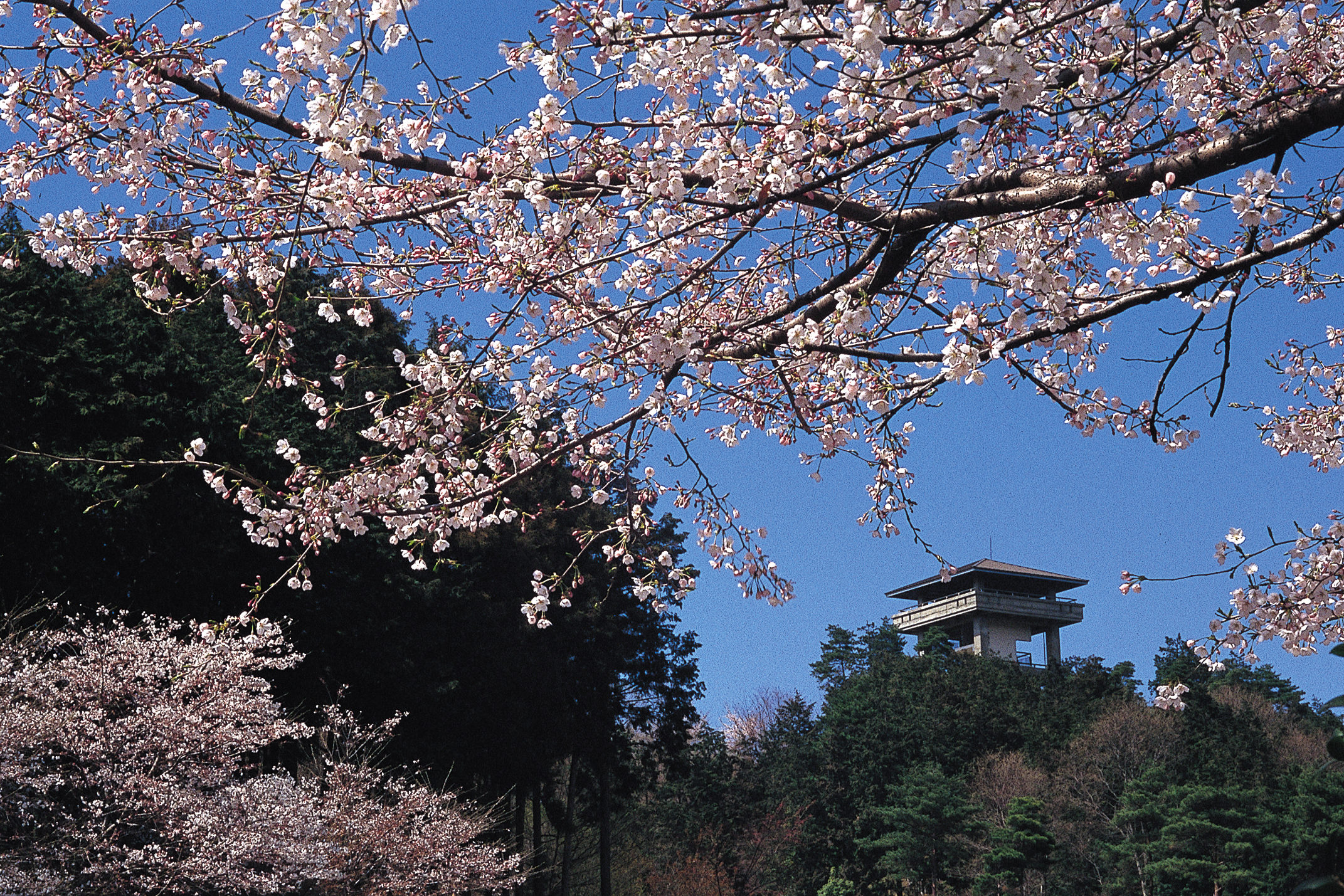 桜山展望台の絶景と冬桜・紅葉パノラマ徹底攻略【2026年最新】