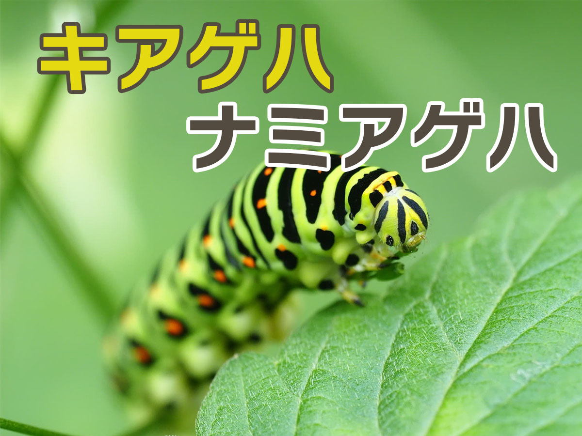 キアゲハの幼虫完全ガイド｜見分け方と毒性の真相・飼育羽化の秘訣