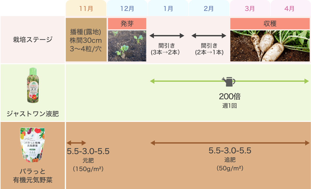大根の種まき時期を逃すと大失敗？地域別の適期とプロが教える育て方