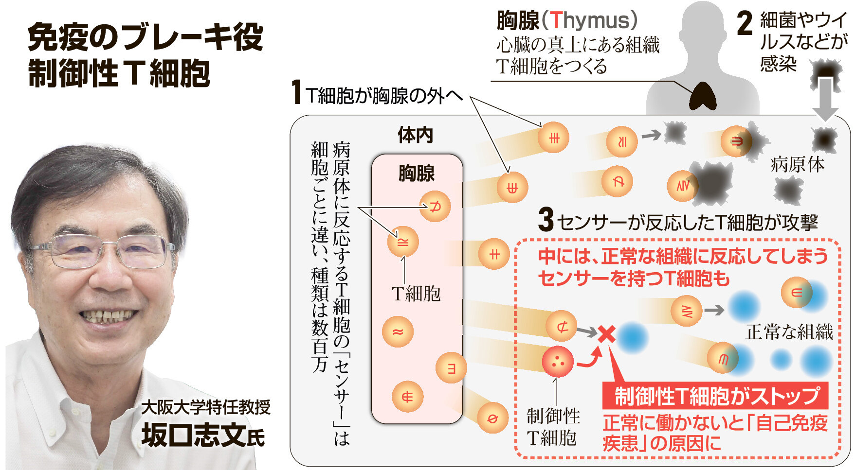 制御性T細胞とは？免疫ブレーキの驚異と2026年がん治療革新の全貌
