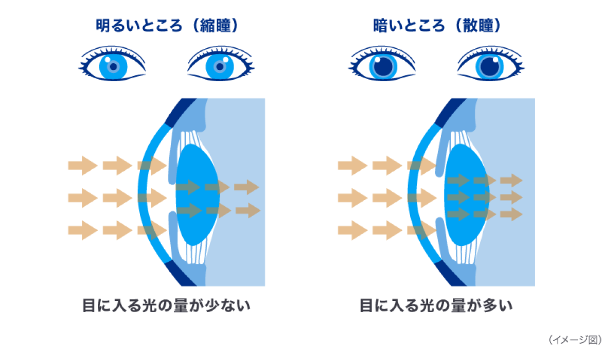 瞳孔が開く心理と理由を解剖！恋愛サインから片目だけの危険な病気の真相