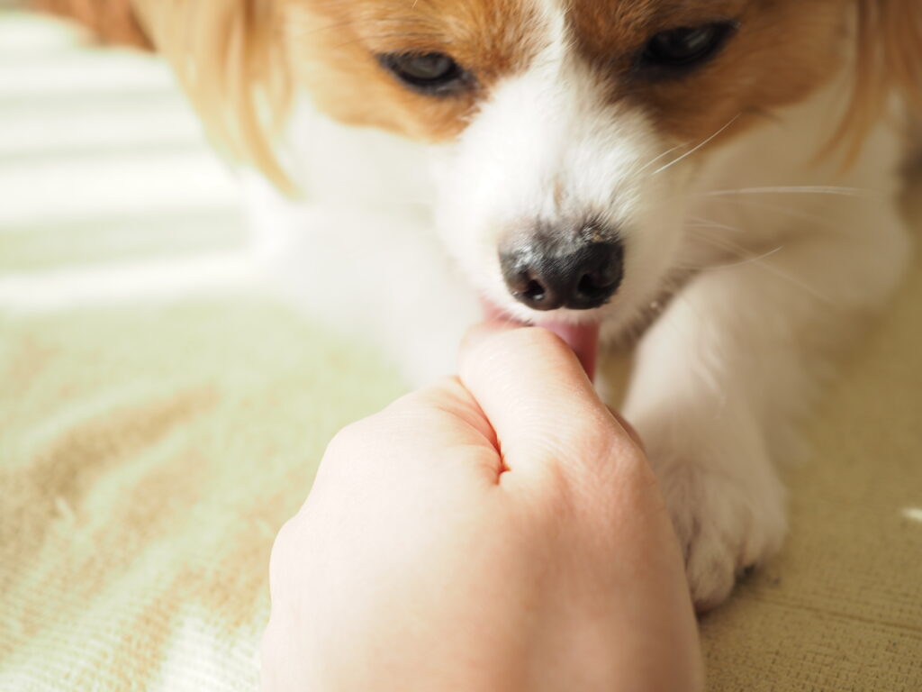犬が手を舐める理由は？愛情表現と病気のサインを見分ける対処法