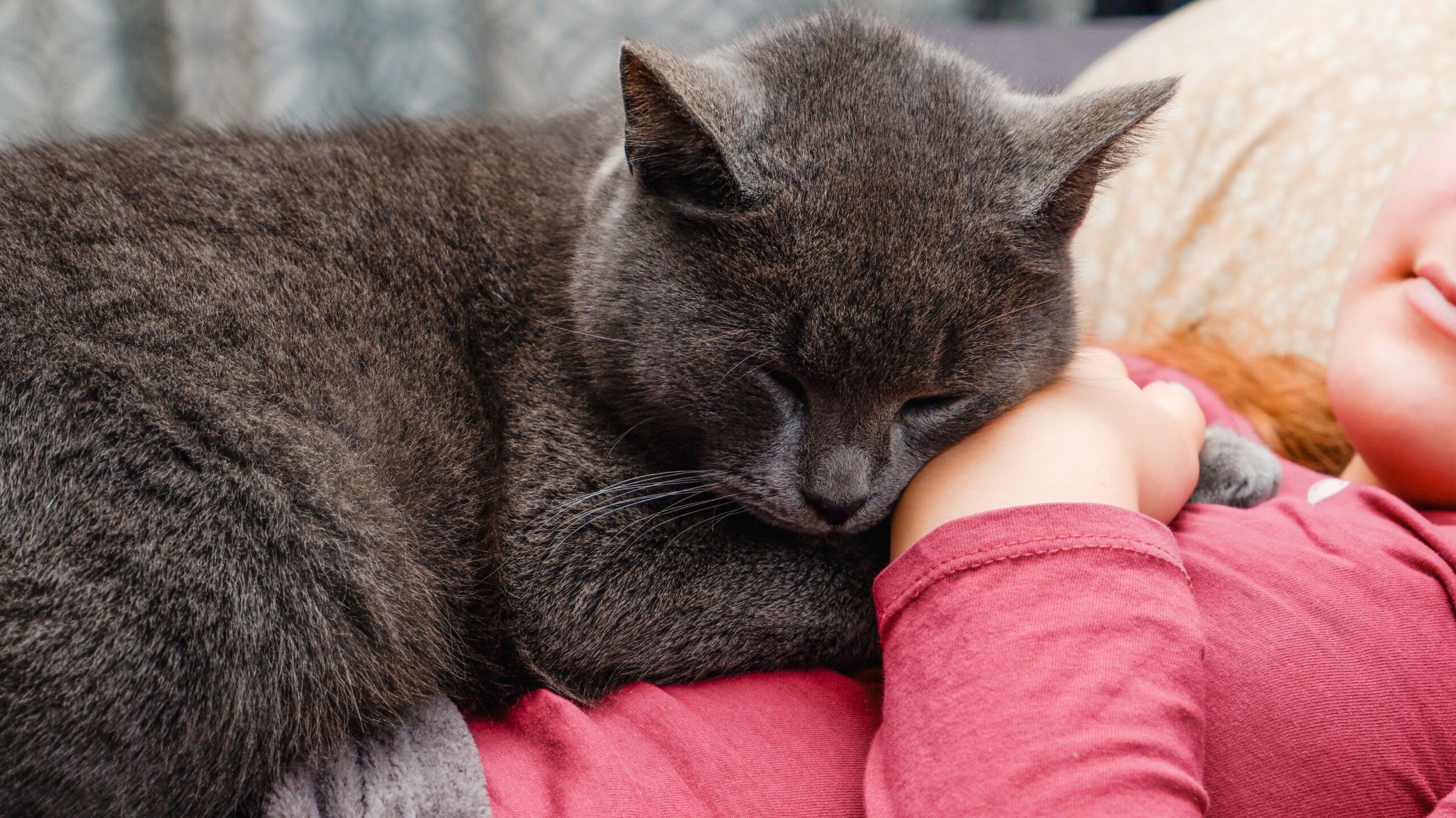 猫と一緒に寝る心理と場所別の意味は？健康リスクと安全対策を徹底解説