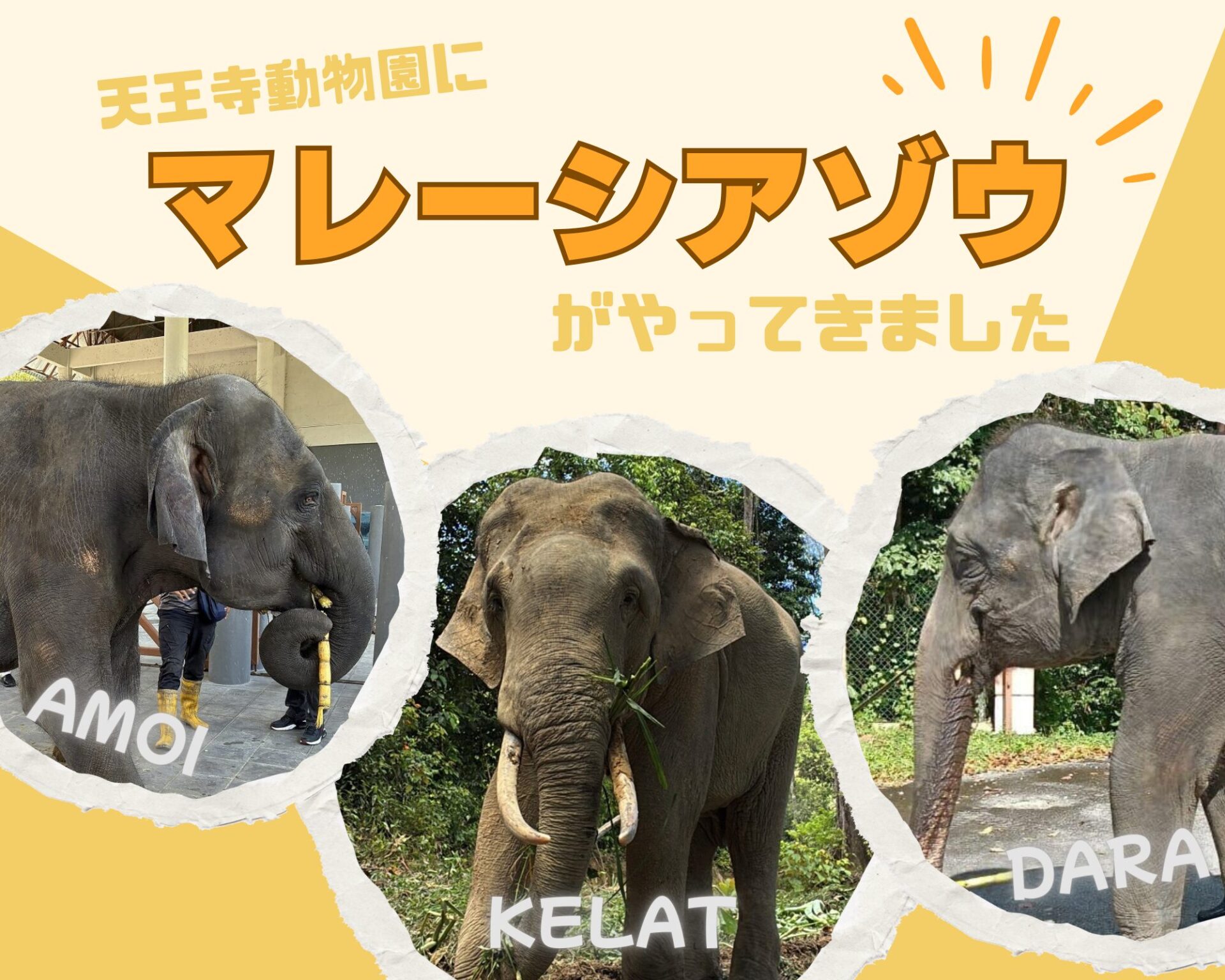 天王寺動物園のゾウいない理由は？不在の真相と2026年最新動向を追う