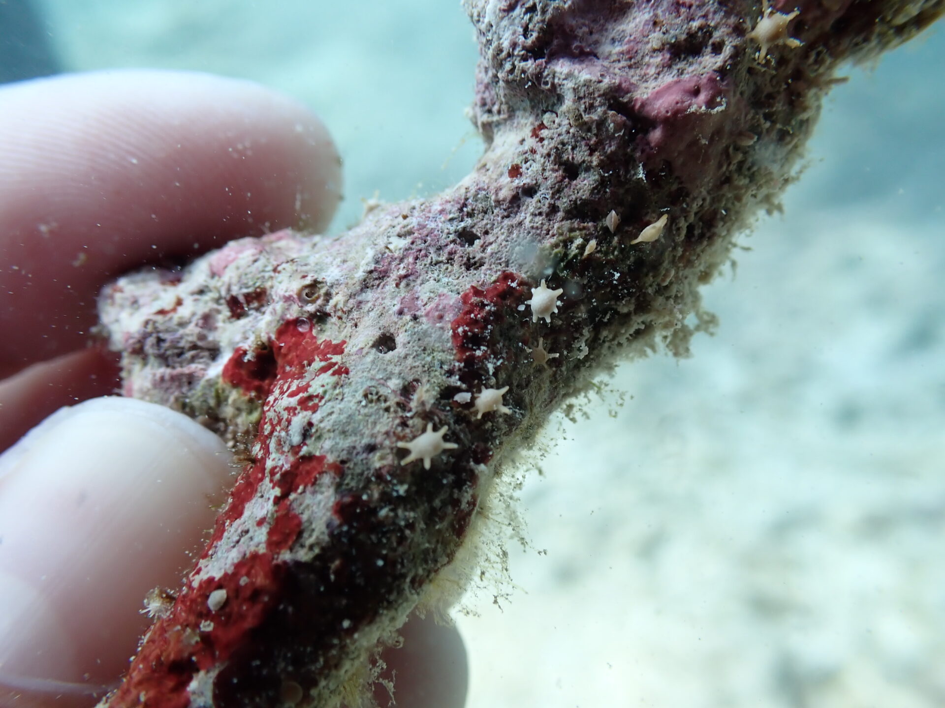 星の砂の正体とは？実は生物の殻！沖縄の名所と持ち帰りルール解説