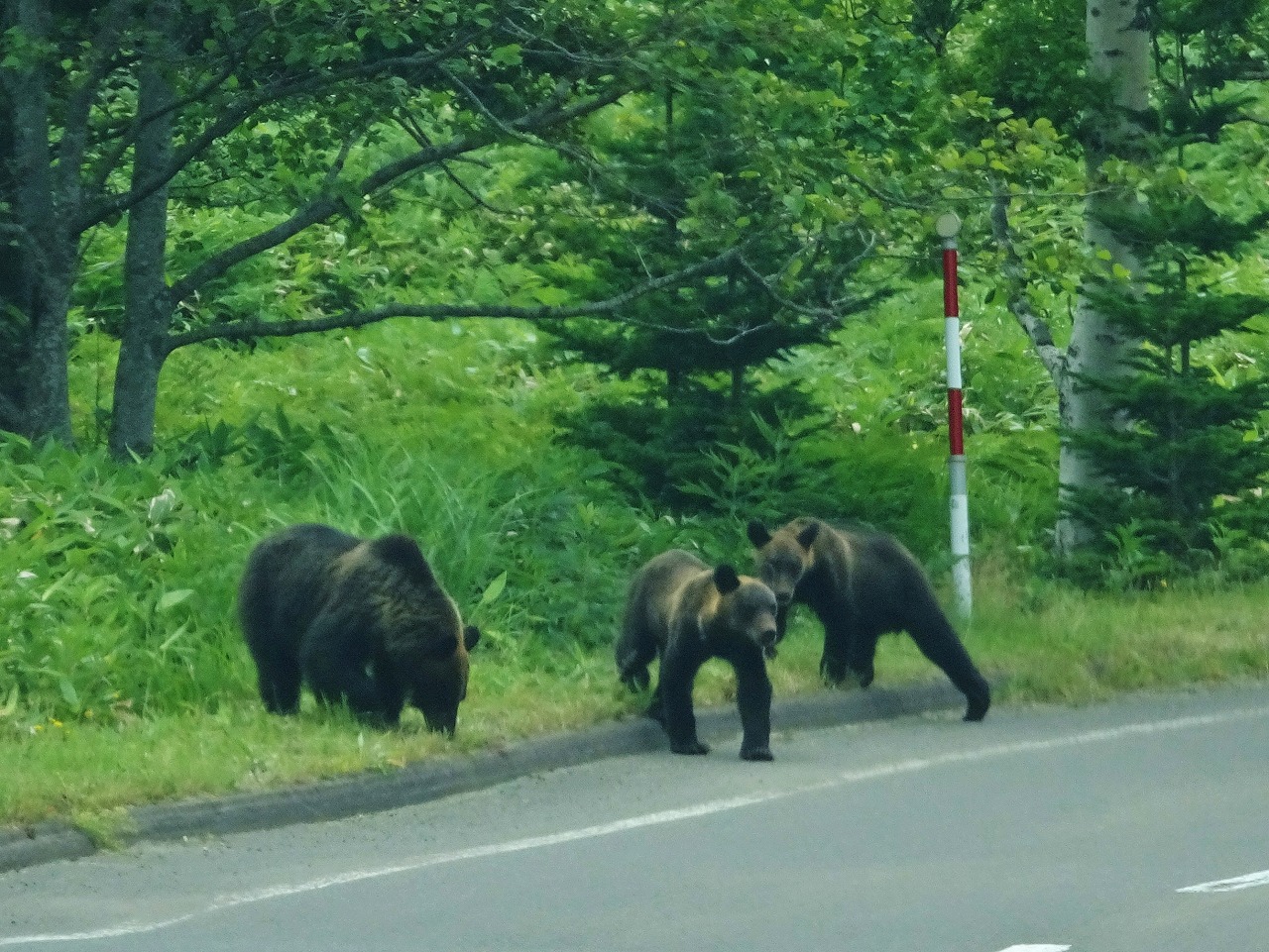 知床のヒグマと共存する2026年最新実態と遭遇時の正しい対処法