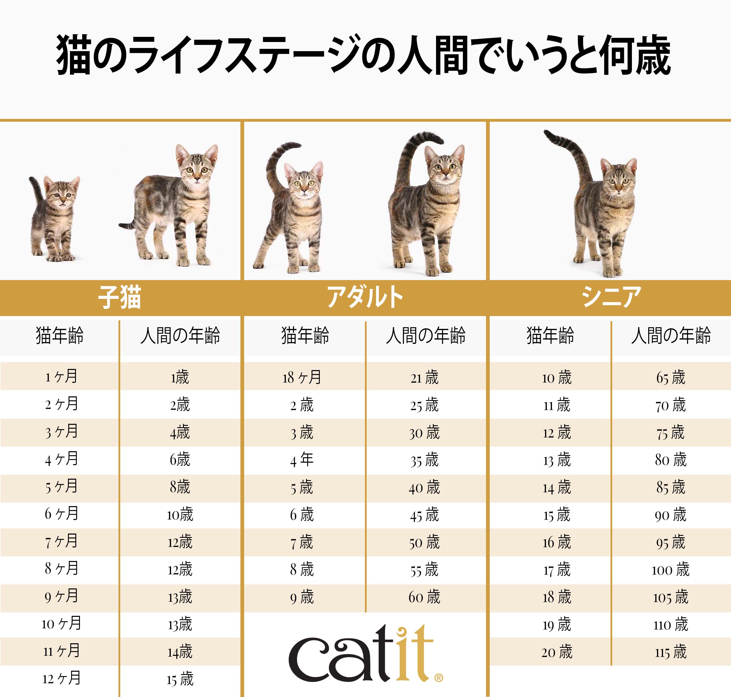 愛猫の年齢は人間だと何歳？早見表と寿命を延ばす新常識【2026】