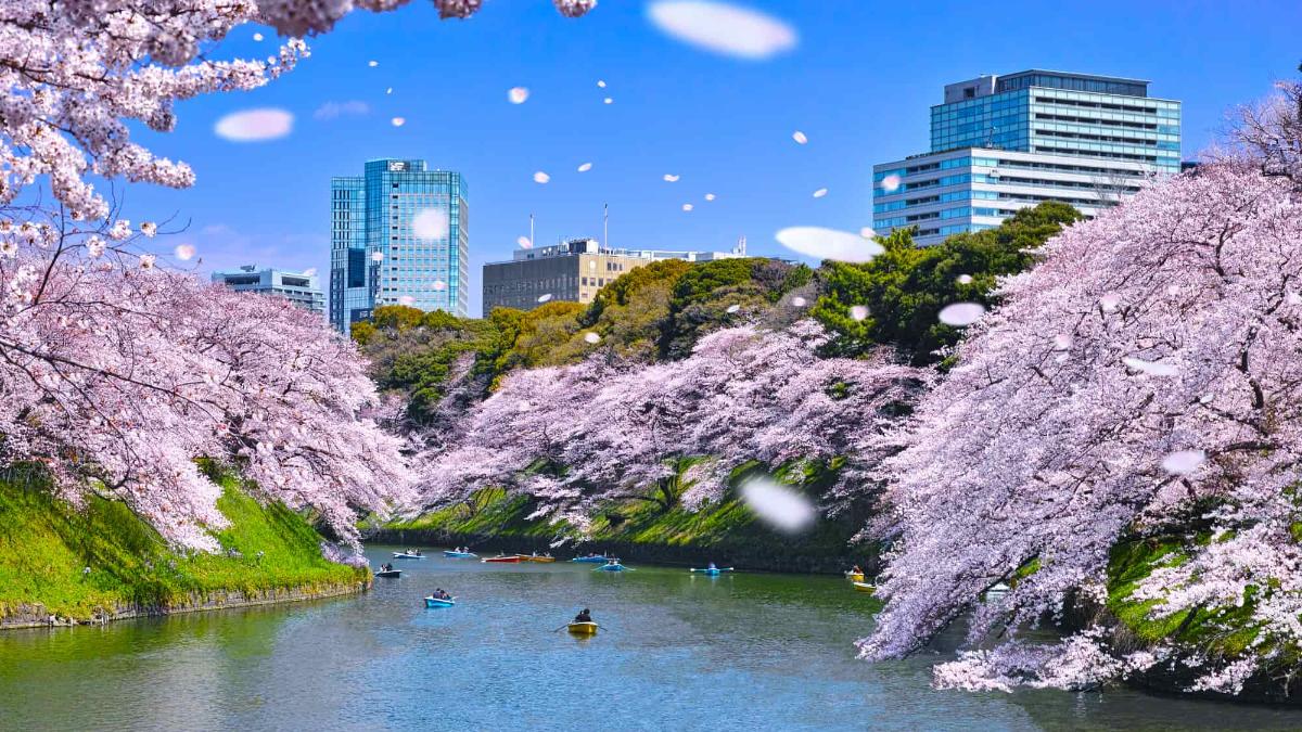 千鳥ヶ淵の桜2026完全攻略！見頃と満開予想・混雑回避から夜桜ボートまで徹底解説