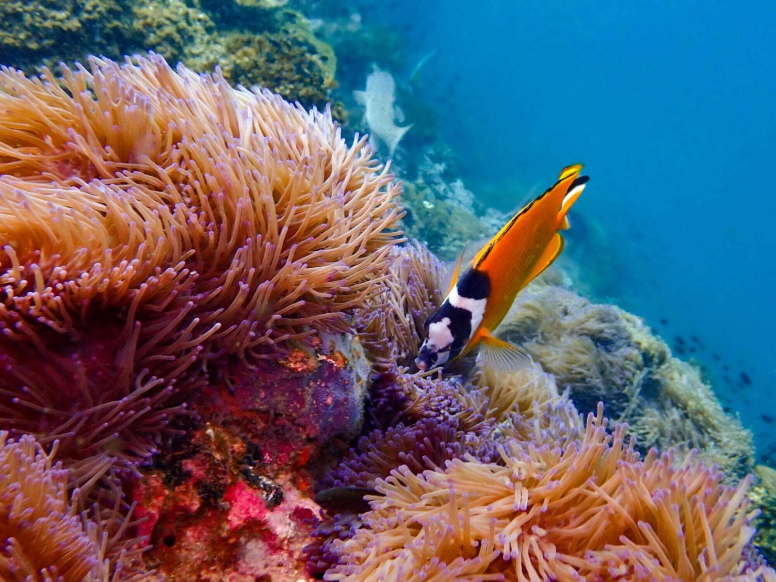 Play It, Sam」実は誰も言っていない！カサブランカ名言の衝撃の真相