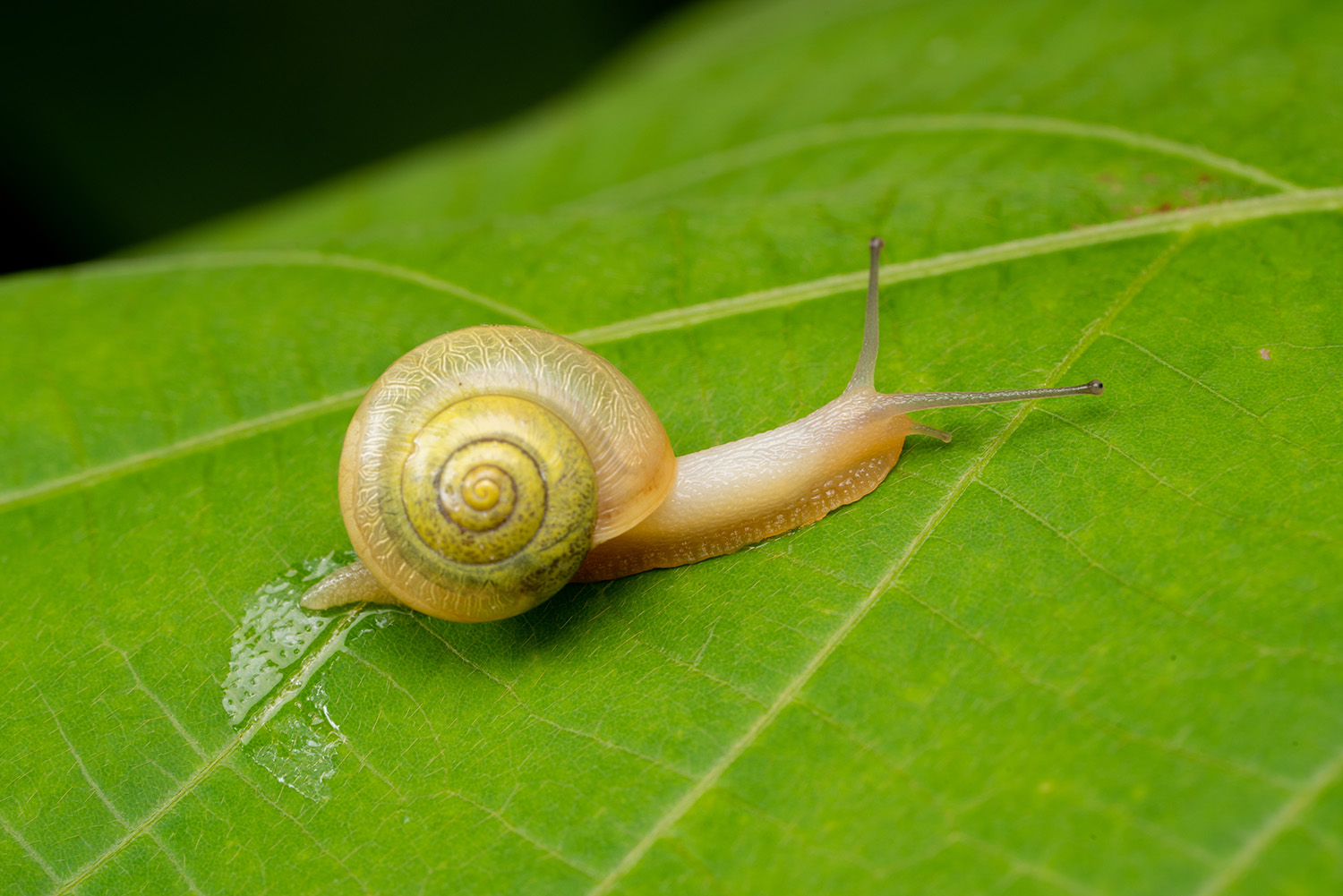 カタツムリの歯の数は1万本超？世界最多の歯舌構造と危険性を徹底解剖