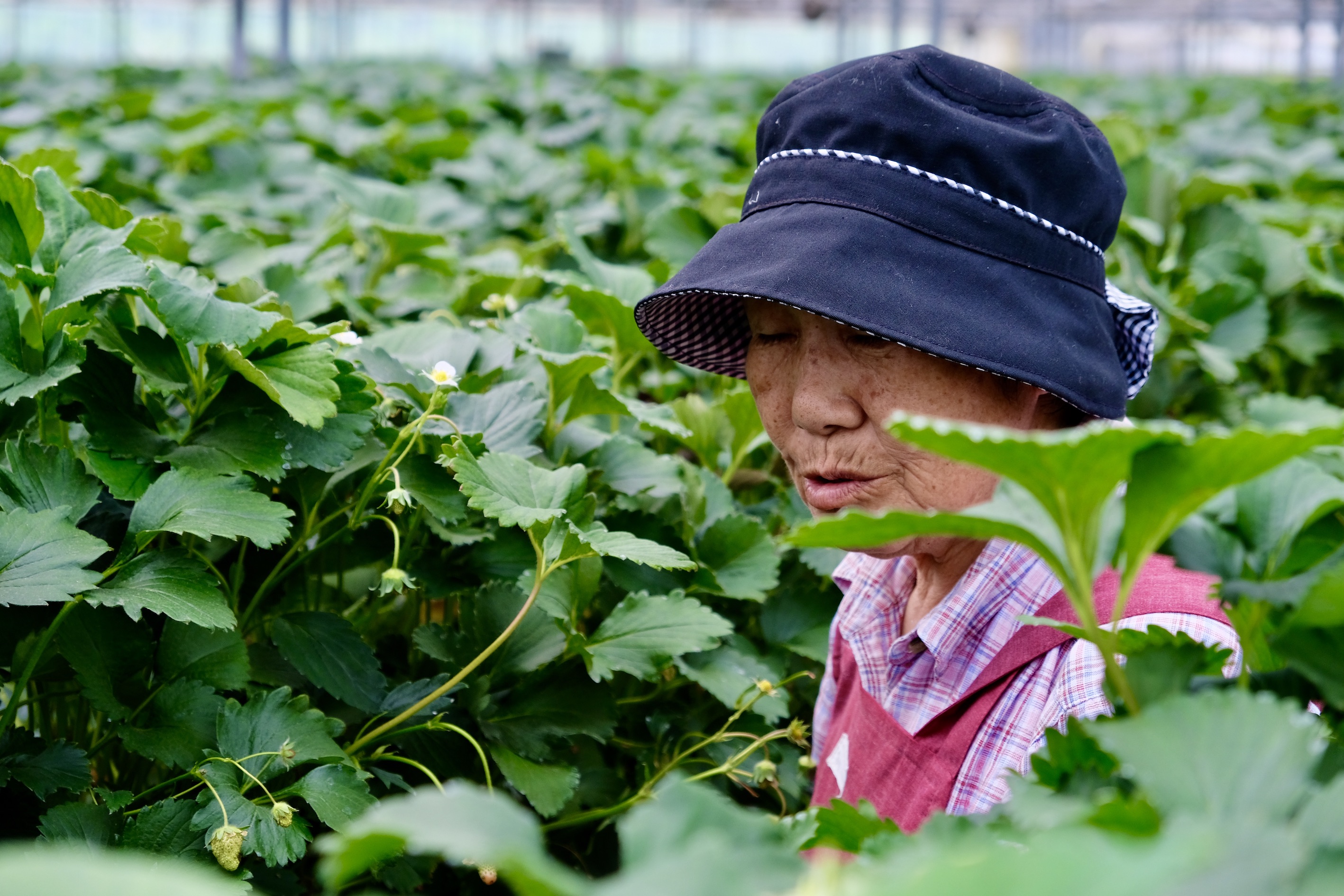 いちごハウスたかはしの予約と評判｜2026年最新の食べ放題実態