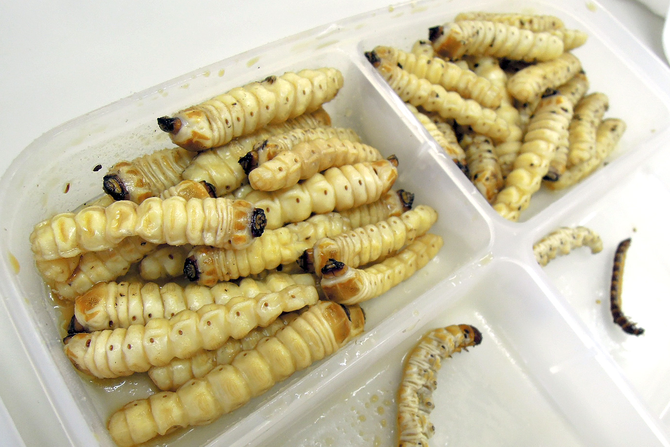 お腹すいたのにお金がない！所持金0円で即日ご飯を食べるサバイバル術