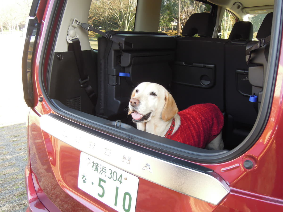 【2026年最新】犬を乗せる車おすすめ人気ランキングと後悔しない選び方