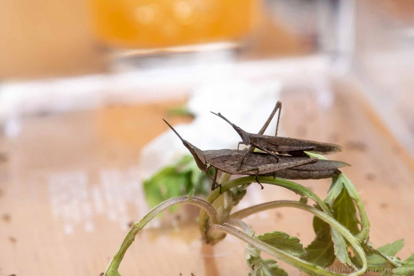 バッタの食べ物完全図鑑｜種類別の好む草・Ng植物と飼育の極意