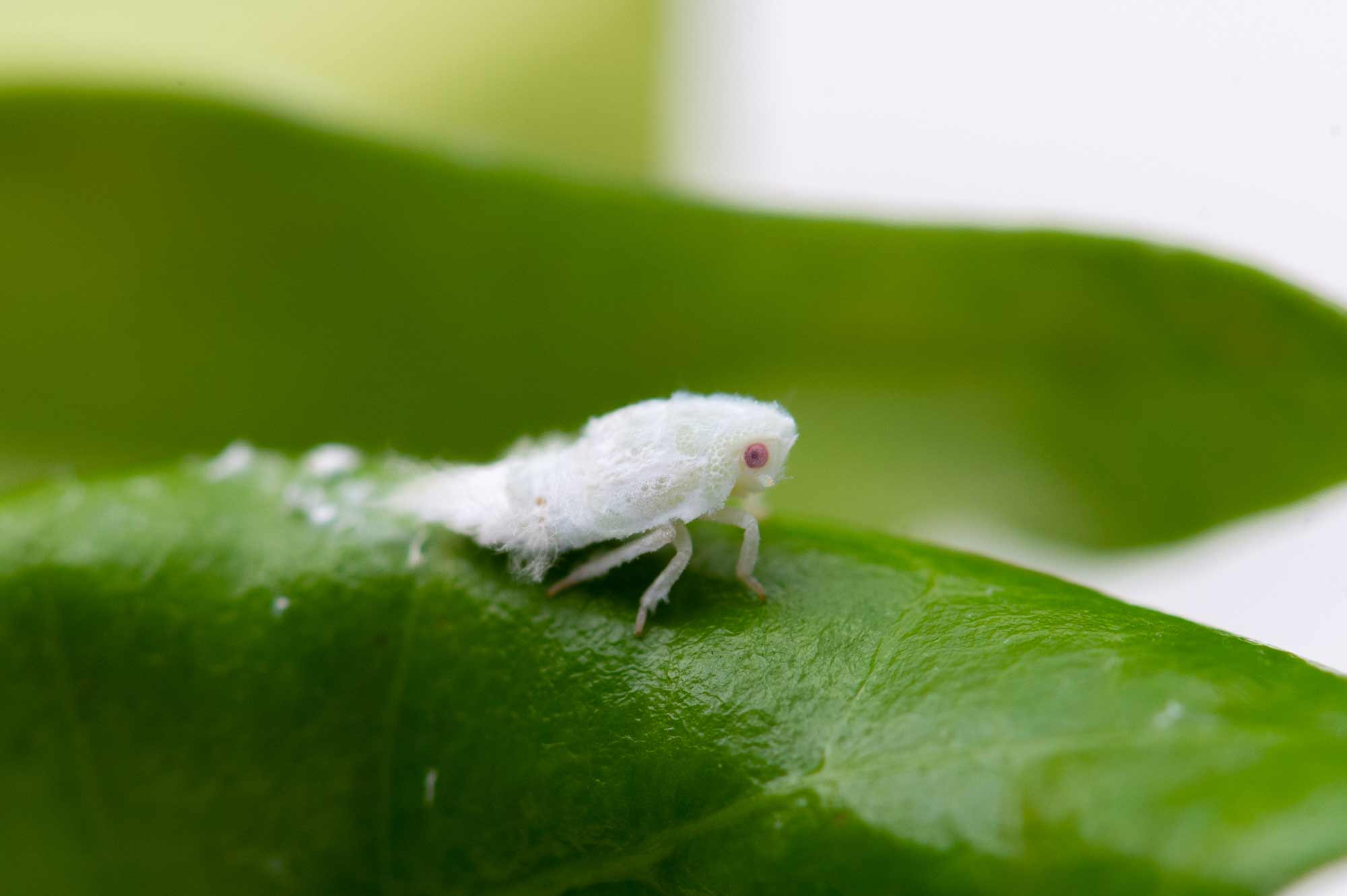 家の中の小さい白い虫は何？コナダニ・チャタテムシの見分け方と駆除