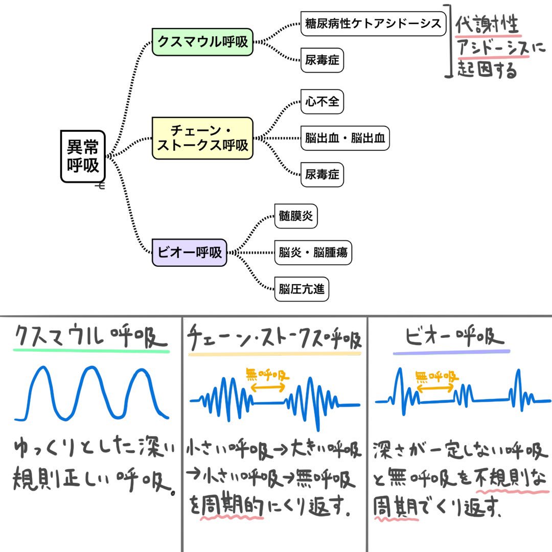 チェーンストークス呼吸の正体｜原因と余命目安・下顎呼吸との違いを解説