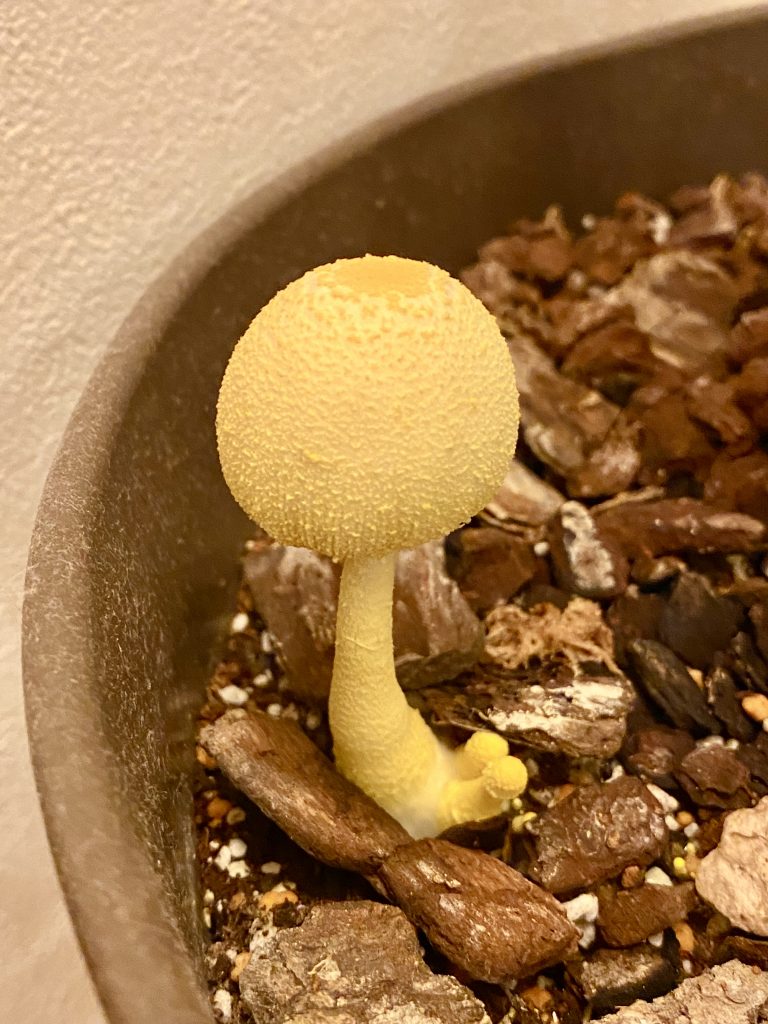 観葉植物に生える黄色いキノコの正体と毒性｜幸運の噂と正しい対処法