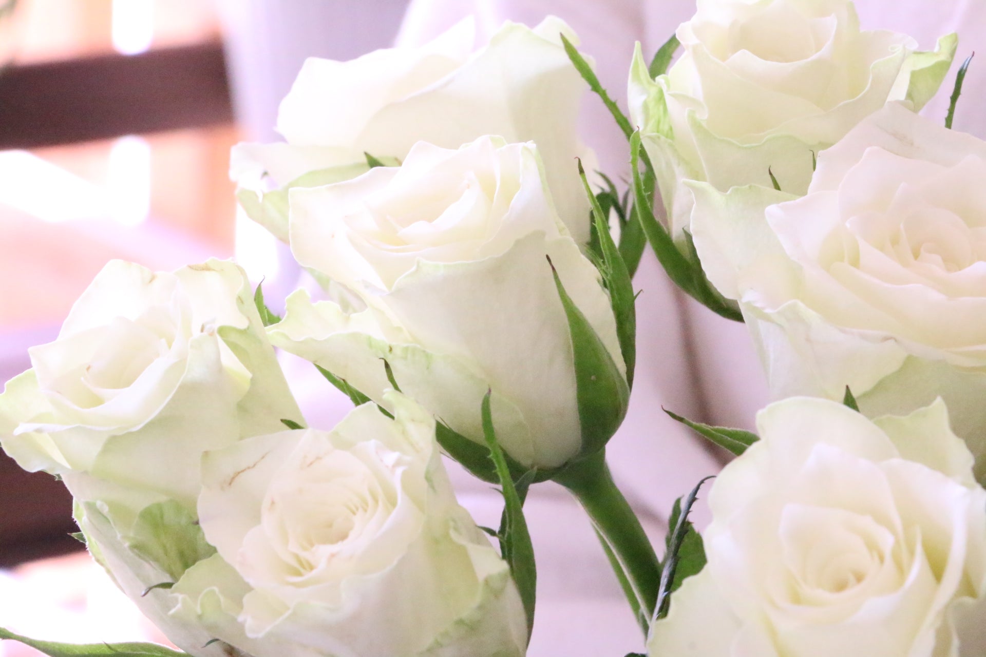 白薔薇の花言葉と本数の意味｜怖い噂の真相からプロポーズの選び方まで