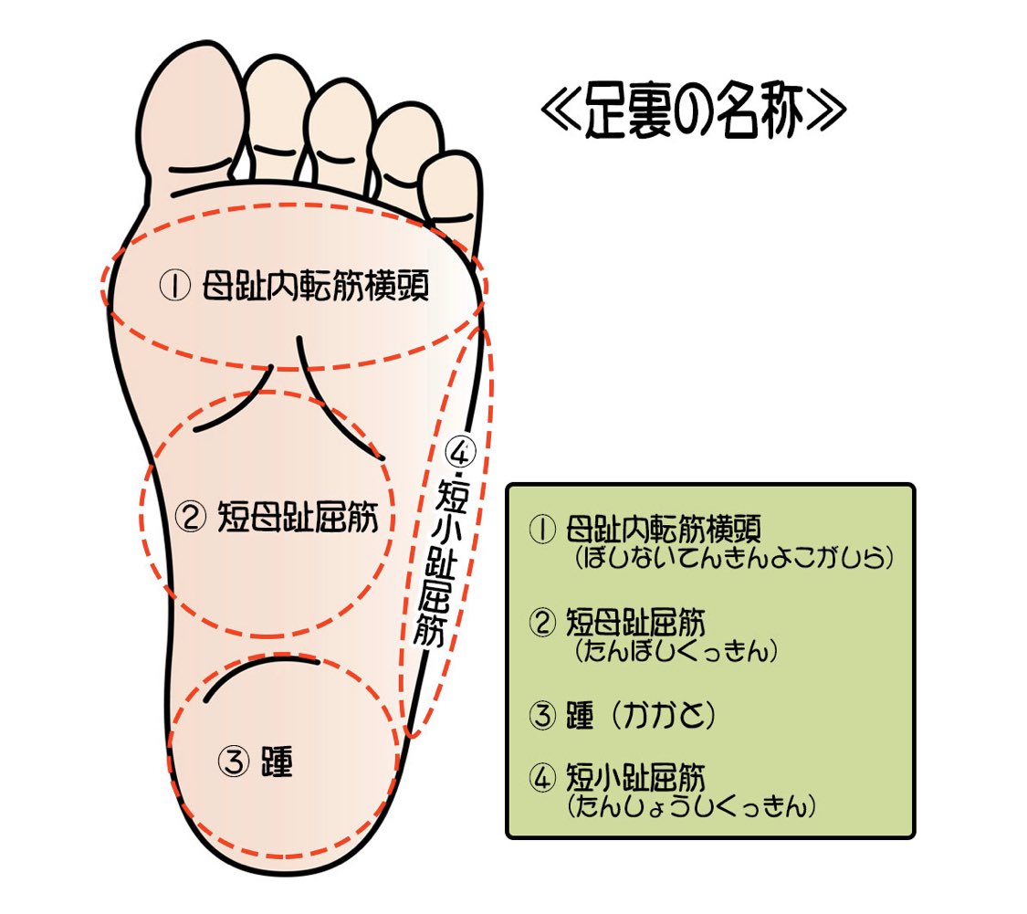 足の裏の名前完全図解！あの膨らみの正体と痛みの原因をプロが解剖