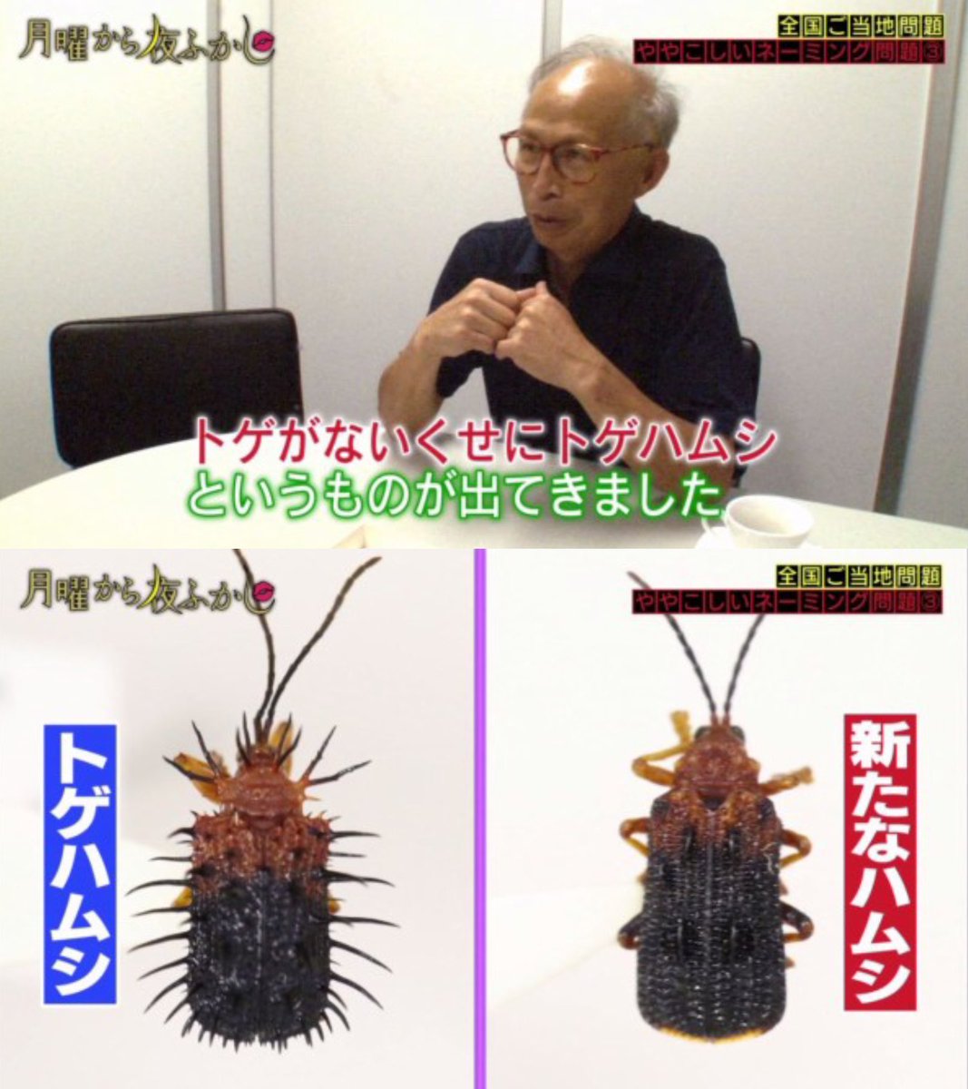 トゲアリトゲナシトゲトゲは実在する？命名の真相と分類を徹底解剖