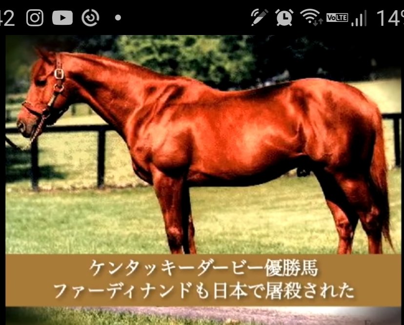 競走馬の馬肉事件と引退後の過酷な現実｜名馬の悲劇から知る真相