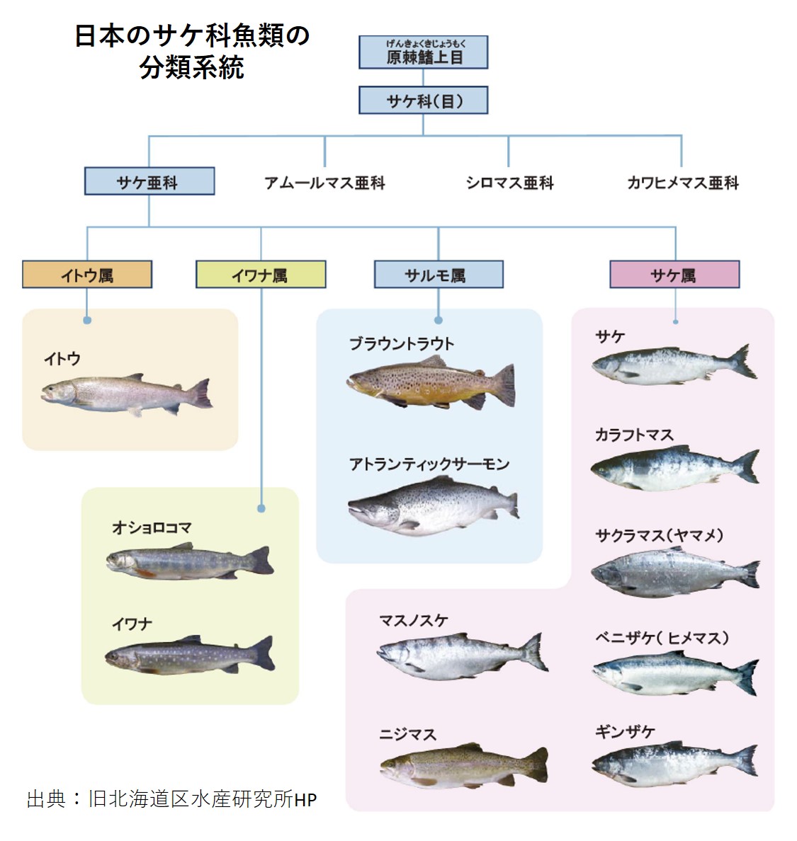 鮭とサーモンの違いとは？生食の理由と寄生虫リスク【2026最新】