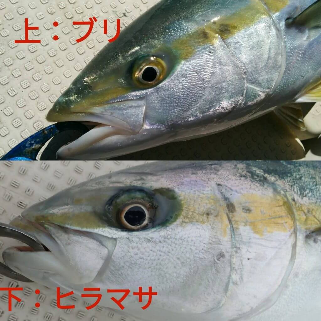 ヒラマサとブリの違いを徹底解明！口角とヒレの見分け方・刺身の味を比較