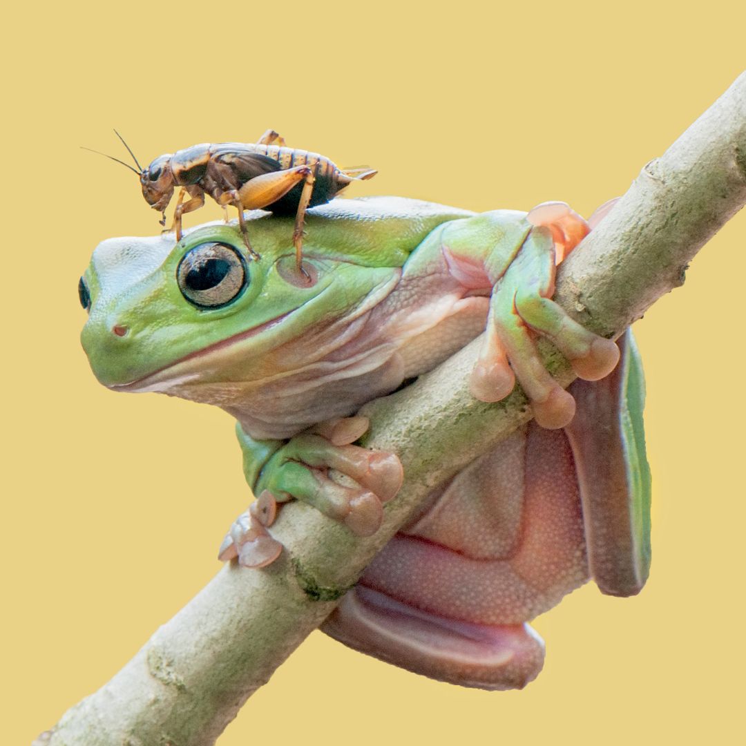 カエルが食べるものは虫だけ？驚きの食性と失敗しない餌選びの全知識