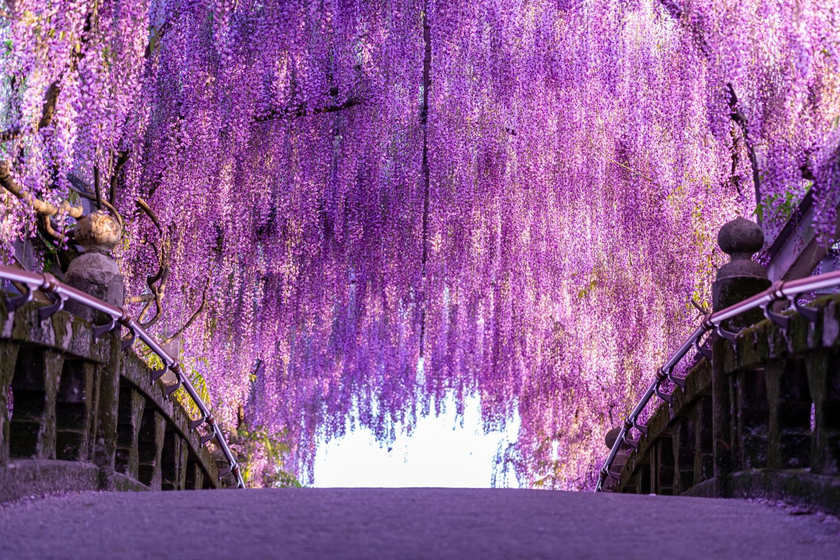 福岡の藤の花2026見頃と開花状況！河内藤園予約や穴場名所徹底解説