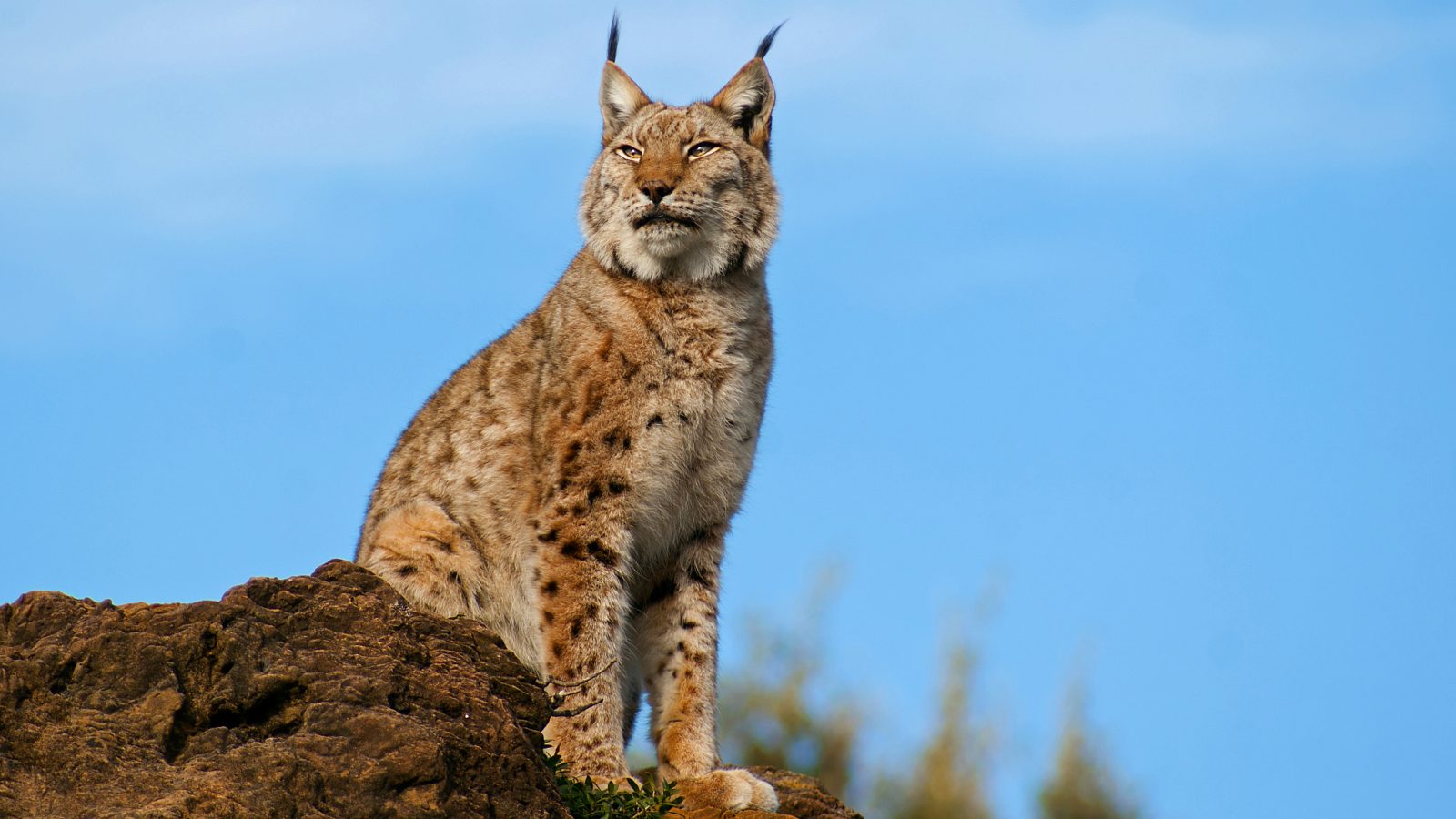 絶滅寸前から奇跡の復活へ！スペインオオヤマネコ2026年の真実