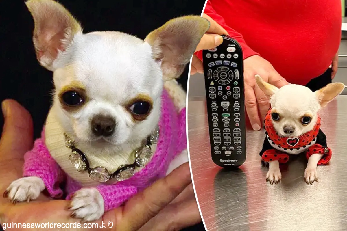 世界一小さい犬のギネス最新記録！パールの現在と知るべき命のリスク
