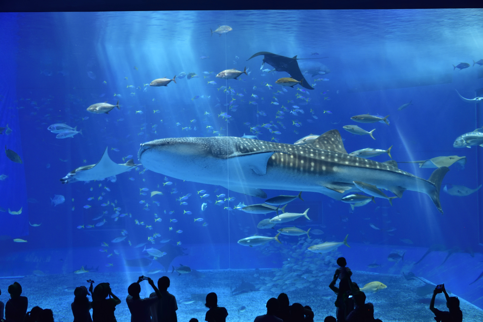 【2026最新】沖縄美ら海水族館の完全攻略！見どころ・割引・混雑回避術